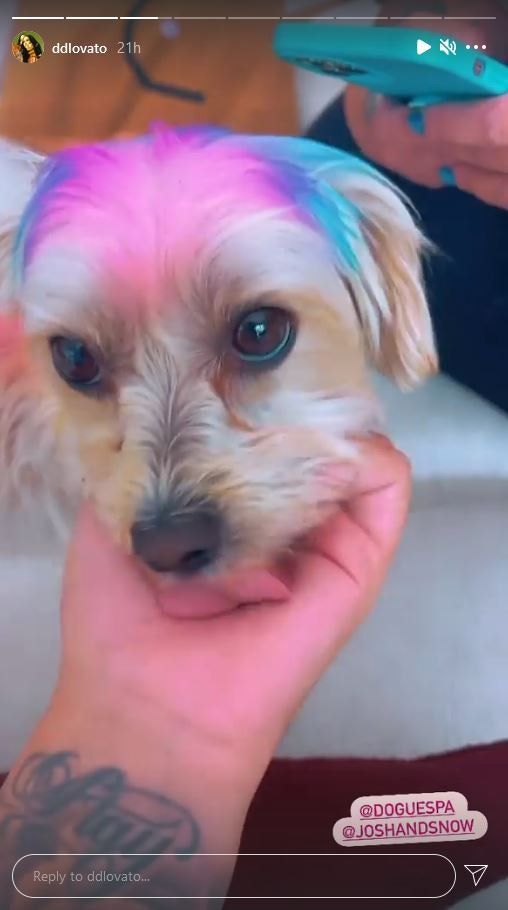 Demi Lovato ist besessen von der LGBTQ+ Pride-Monats-Pelzverjüngung ihres Hundes