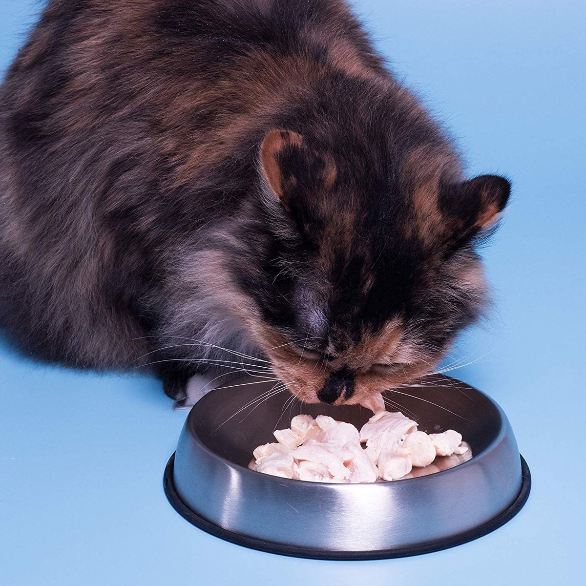 수의사에 따르면 5가지 최고의 고양이 사료 그릇