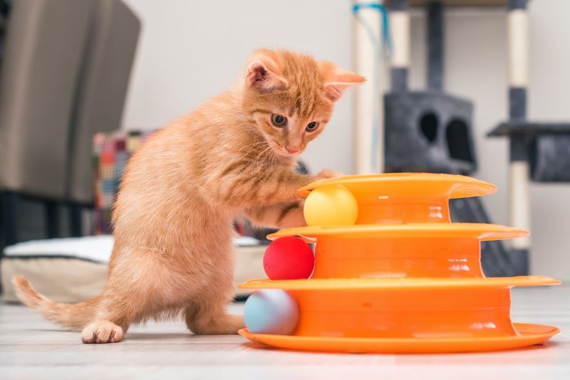 11 parimat kassipoegade mänguasja, mis kasutavad nende uurimis- ja mänguinstinkte