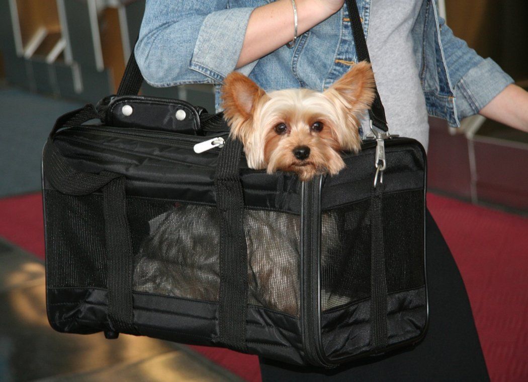 Kā sagatavoties, pirms suni ved uz lidmašīnu