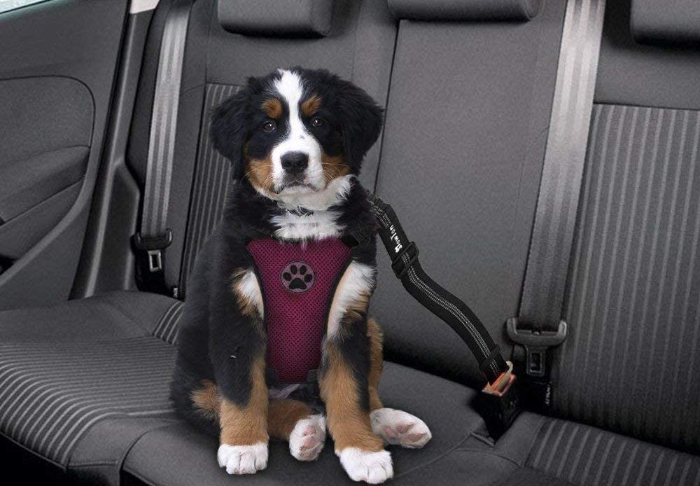 それらを安全に保つための3つの最高の犬のシートベルト