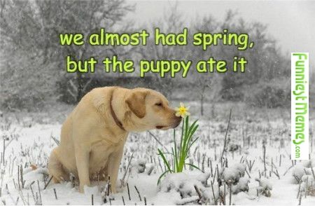 18 memes de primavera que mostram como é