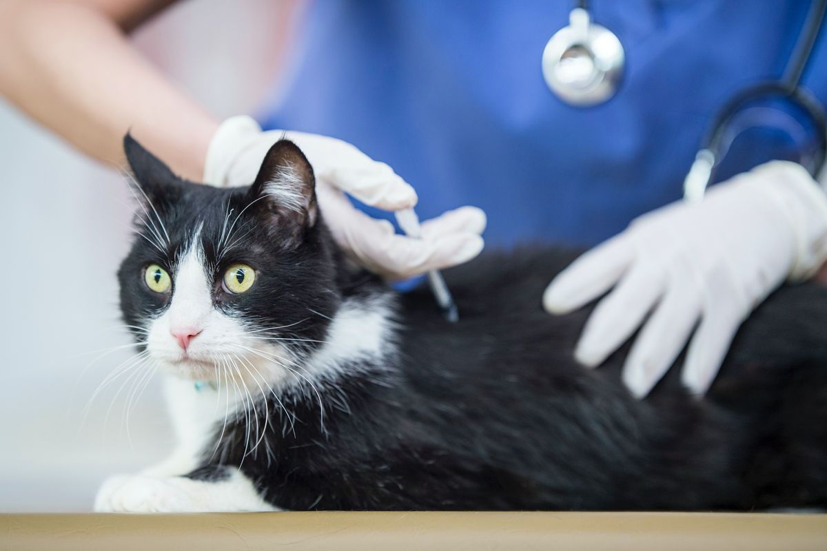 Det kan bli nödvändigt att vaccinera ditt husdjur mot covid-19 i framtiden